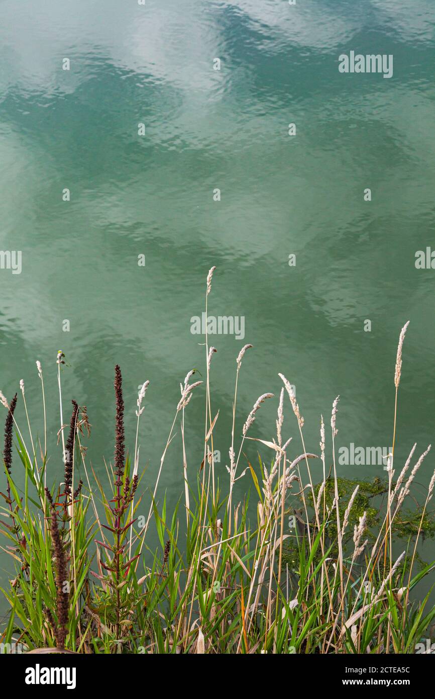 Grass and other plants growing by the waters edge in Steveston British