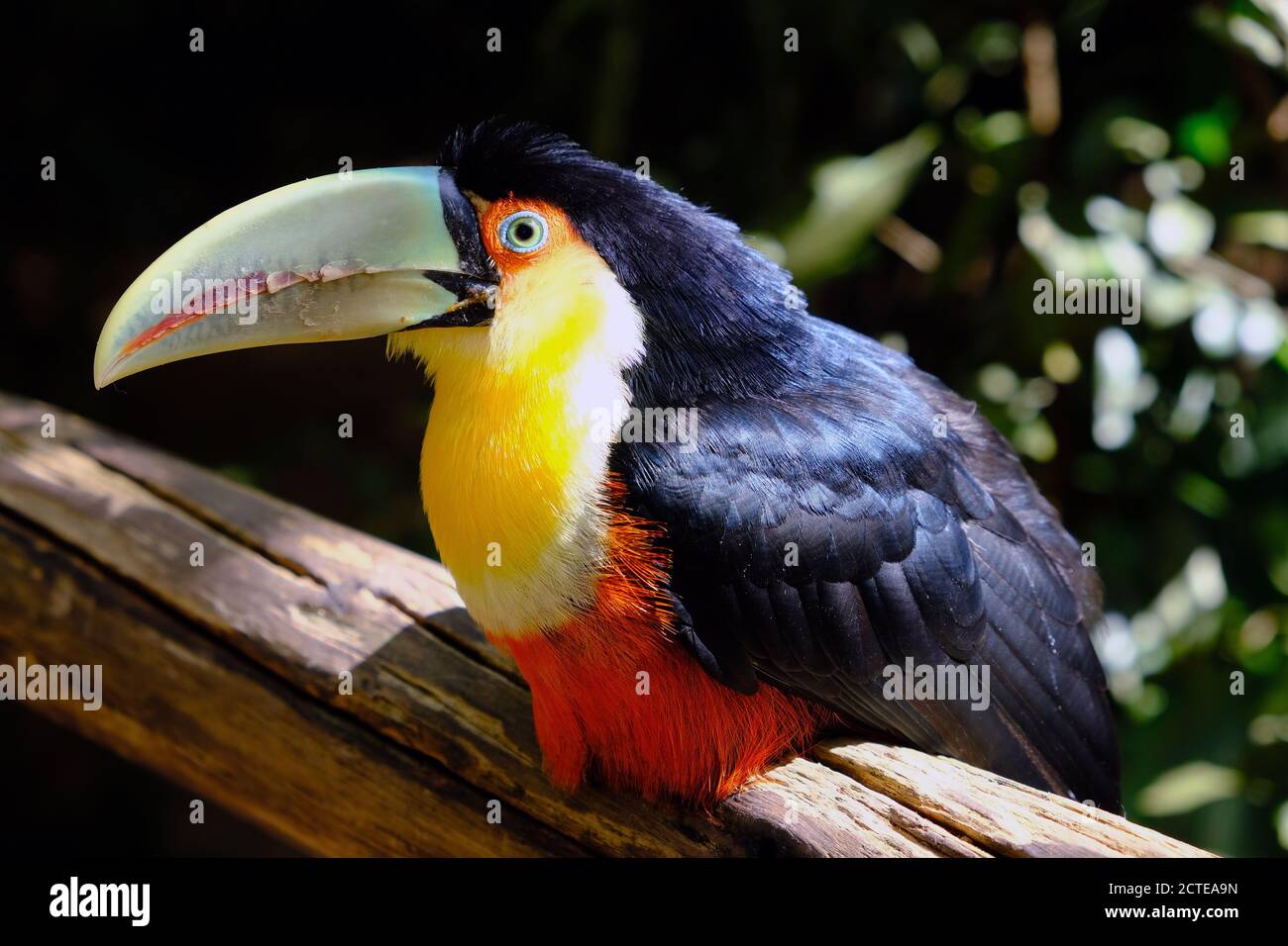 Brazil Foz do Iguacu - Zoo - Parque das Aves - Small Green-billed Toucan (Ramphastos dicolorus) Stock Photo
