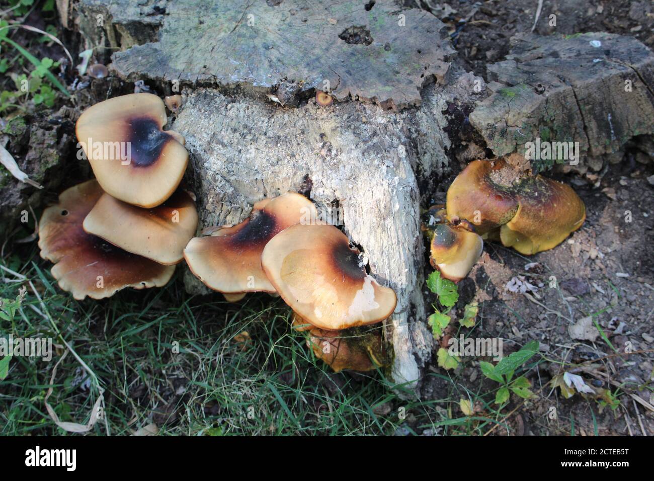 Black-footed polypore mushrooms on a tree trunk in a forest preserve in Niles, Illinois Stock Photo