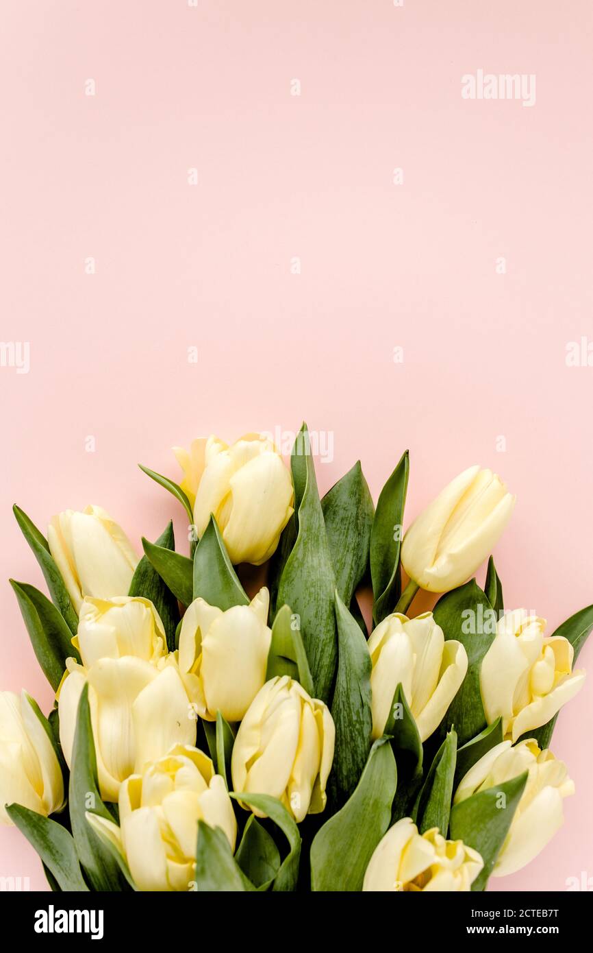 Pastel and yellow tulip flowers bouquet on pink background. Flat lay ...