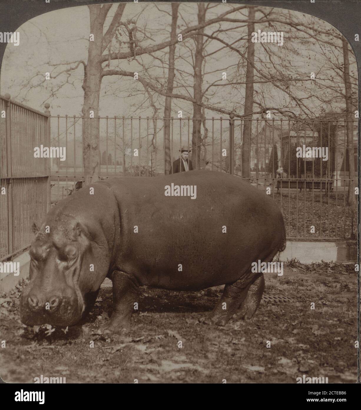 Bulky hippopotamus, over a ton in weight, Zoological Park, N.Y., Underwood & Underwood, New York (State), New York (N.Y.), New York, Central Park (New York, N.Y.), Manhattan (New York, N.Y Stock Photo