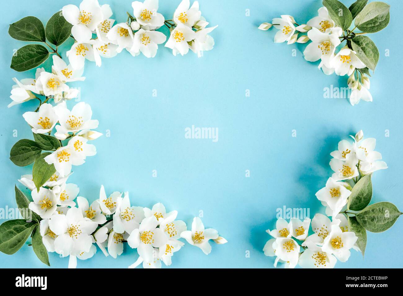 Frame of jasmine flowers, petals, leaves on blue background. Flat lay