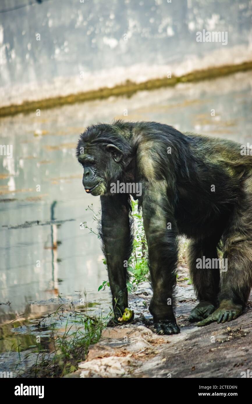 Young gigantic male Chimpanzee standing on near water pond and looking at the camera. Chimpanzee in close up view with thoughtful expression. Monkey & Stock Photo