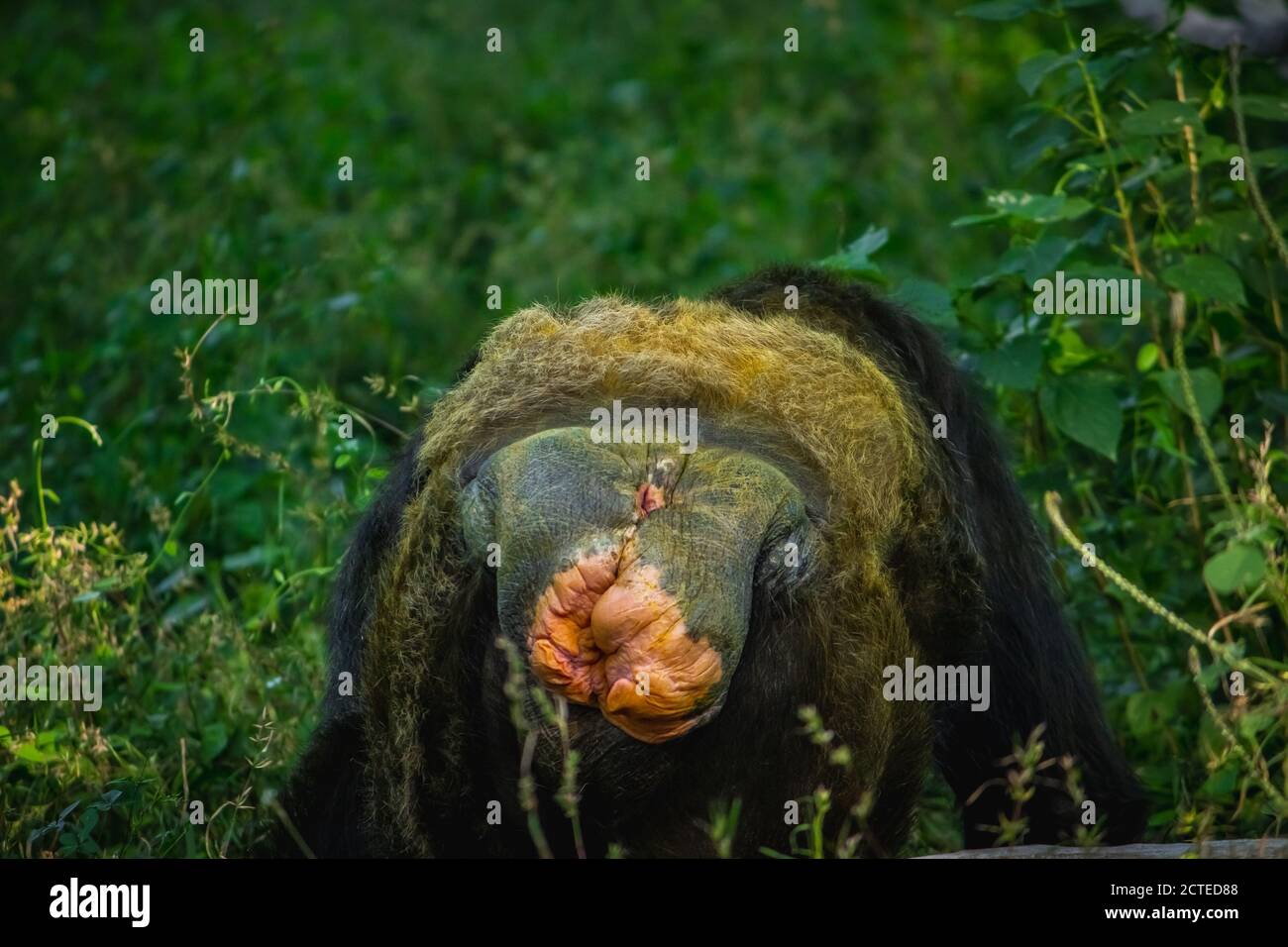 Young gigantic female Chimpanzee showing her private part in Outdoor Habitat forest jungle. Chimpanzee reproductive system. Monkey & Apes family Stock Photo