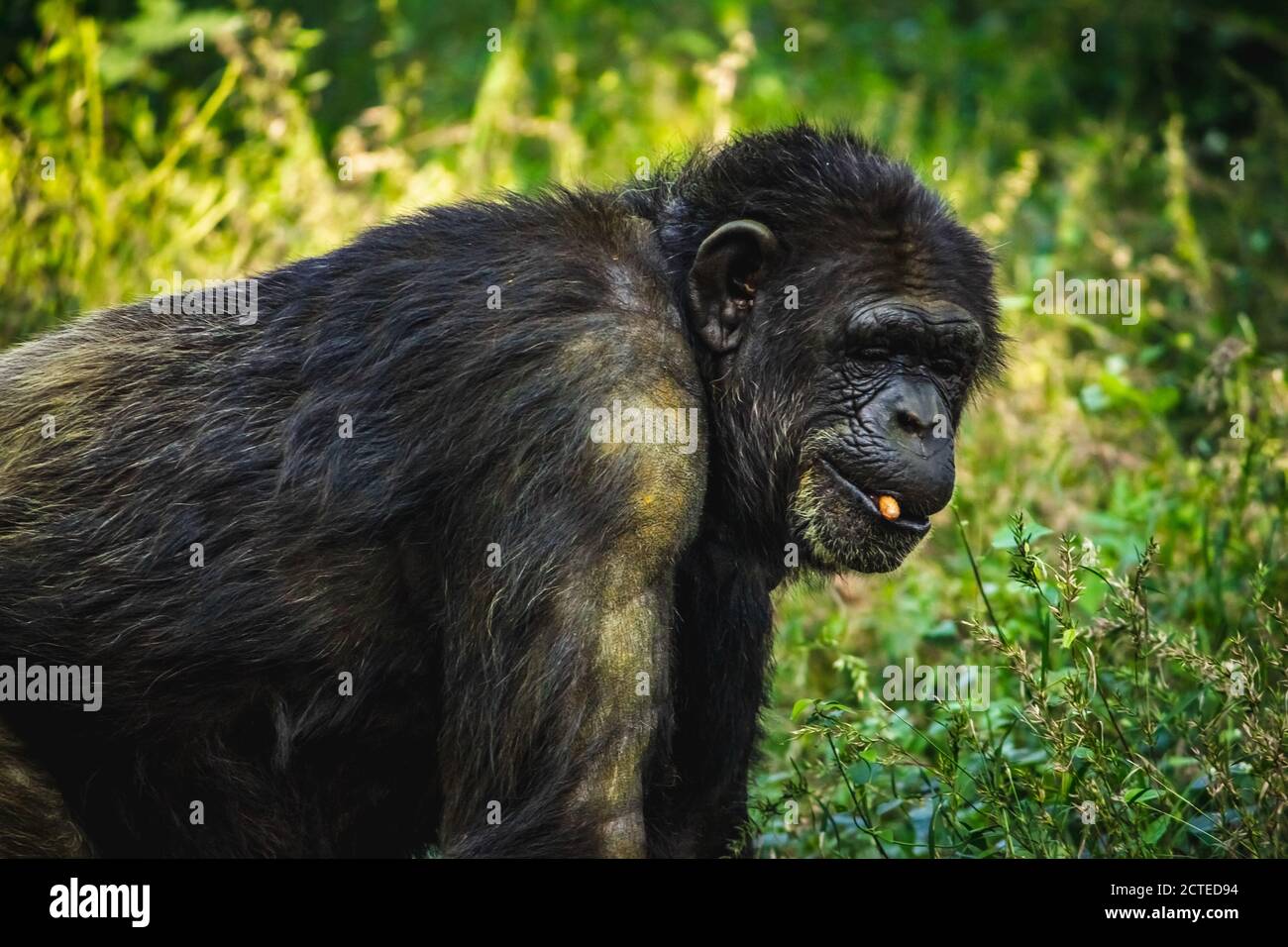 Young gigantic male Chimpanzee standing Captive Chimpanzees in Outdoor Habitat forest jungle and looking at the camera. Chimpanzee in close up view wi Stock Photo