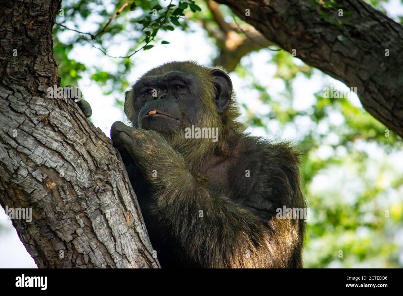 Young gigantic male Chimpanzee siting on a tree in Habitat forest jungle and looking at the camera. Chimpanzee in close up view with thoughtful expres Stock Photo