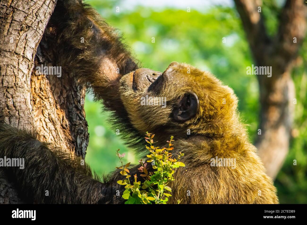 Young gigantic male Chimpanzee claiming tree in Habitat forest jungle. Chimpanzee in close up view with thoughtful expression. Monkey & Apes family Stock Photo