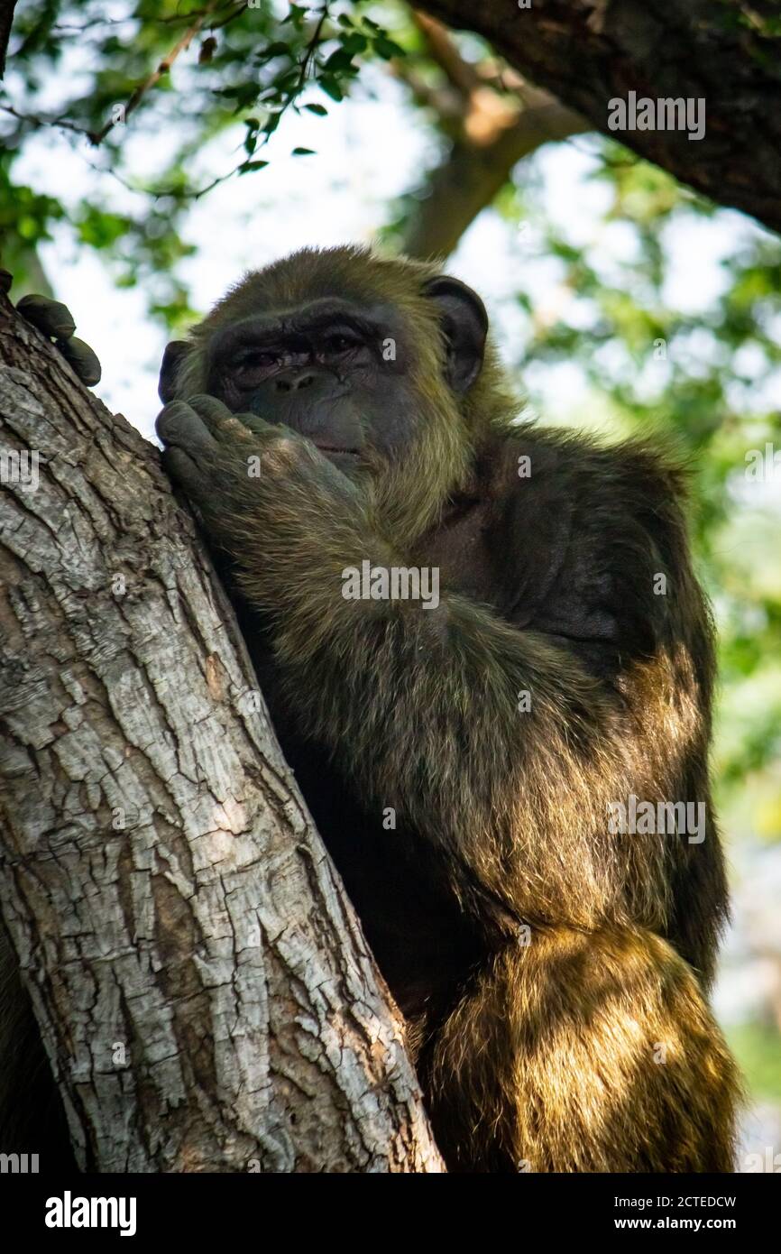 Young gigantic male Chimpanzee siting on a tree in Habitat forest jungle and looking at the camera. Chimpanzee in close up view with thoughtful expres Stock Photo