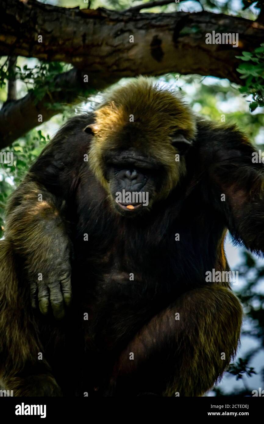 Young gigantic male Chimpanzee sleeping and relaxing on a tree in habitat forest jungle. Chimpanzee in close up view with thoughtful expression. Monke Stock Photo