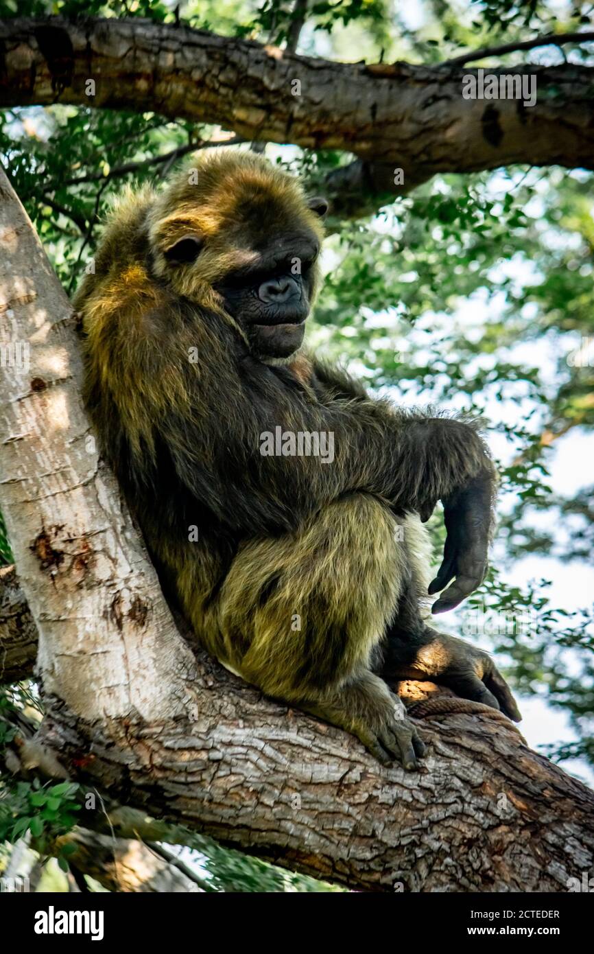 Young gigantic male Chimpanzee sleeping and relaxing on a tree in habitat forest jungle. Chimpanzee in close up view with thoughtful expression. Monke Stock Photo