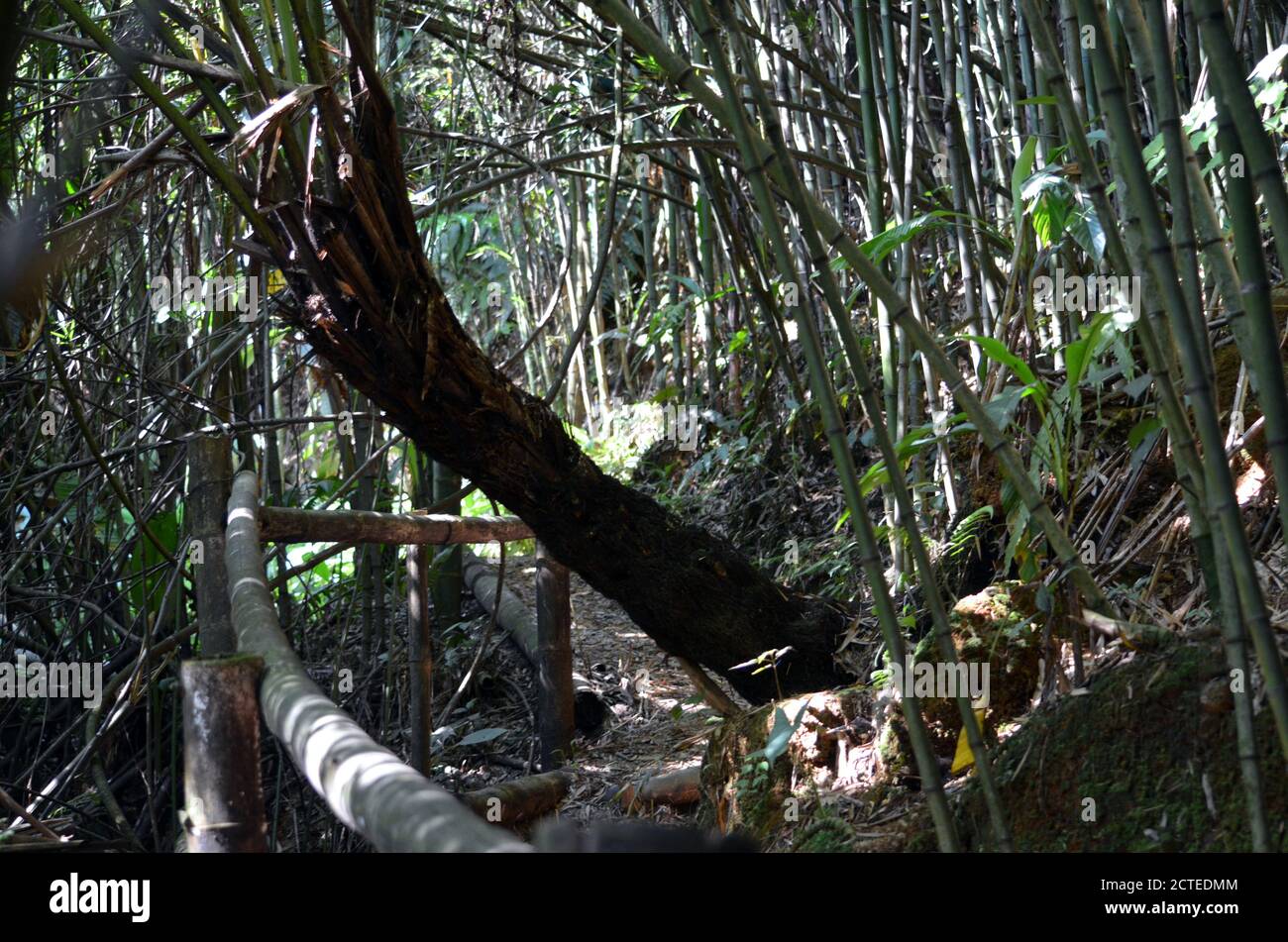 Pereira, Colombia - Bonita Farm Trail through Bamboo Forest Stock Photo ...