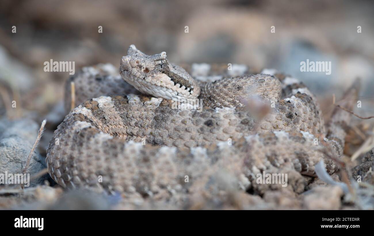 Nevada desert animals hi-res stock photography and images - Alamy