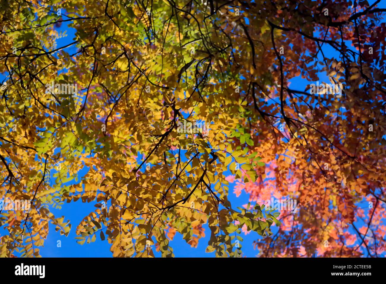 beautiful background. foliage of the autumn tree against the blue sky ...