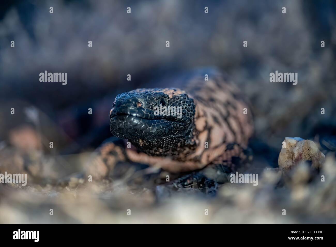 Banded Gila Monster, (Heloderma suspect cinctum), Mojave co., Arizona ...