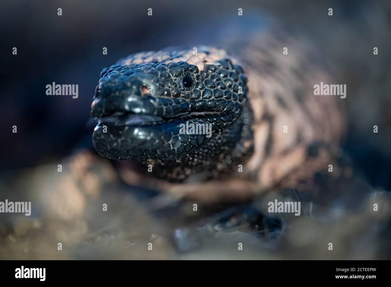 Helodermatidae hi-res stock photography and images - Alamy
