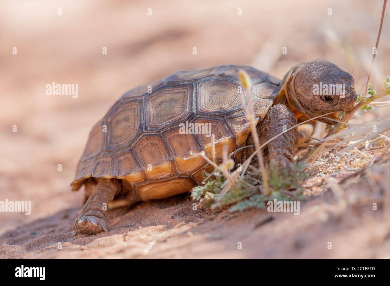 Mojave Desert Tortoise, Paradise canyon, Washington co., Utah, USA. Stock Photo