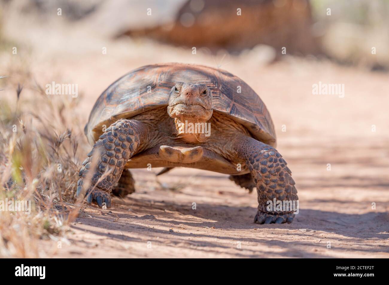 Mojave Desert Tortoise, Paradise canyon, Washington co., Utah, USA. Stock Photo