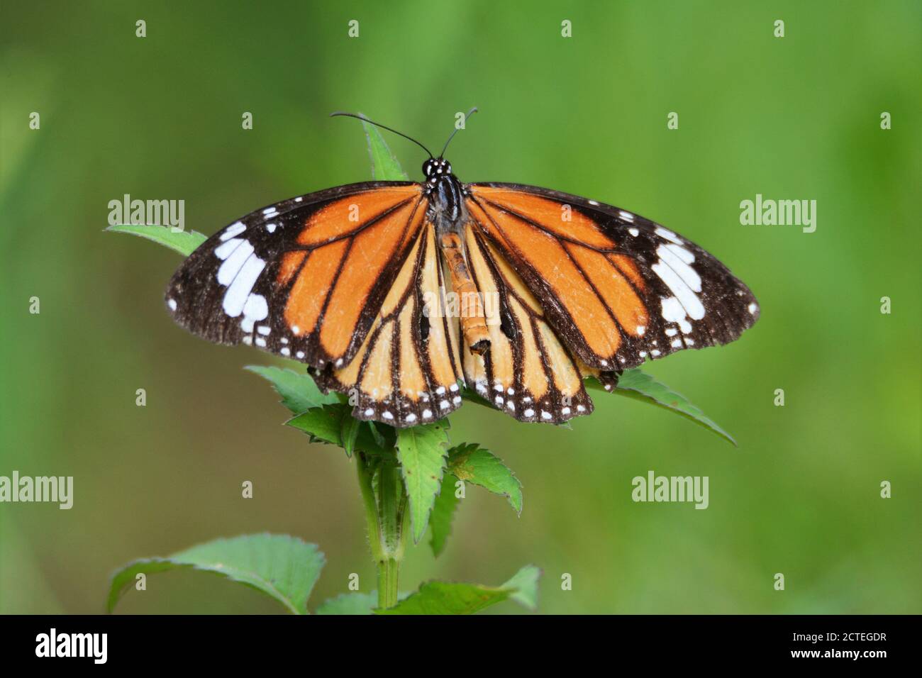 Butterfly - Tiger Butterfly on Plant Leaf Stock Photo