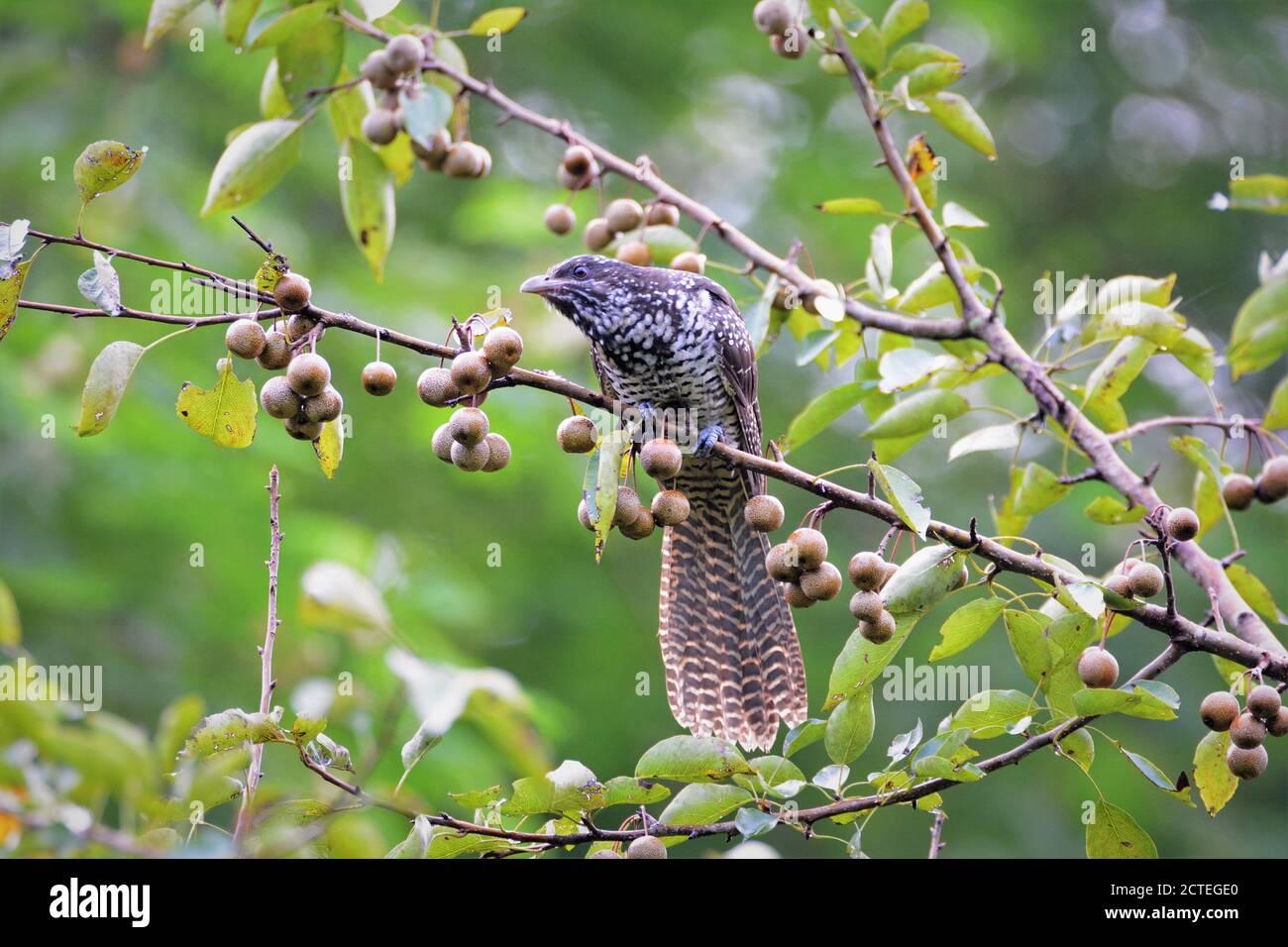 Bird - Asian Koel female on forest fruits tree branch Stock Photo