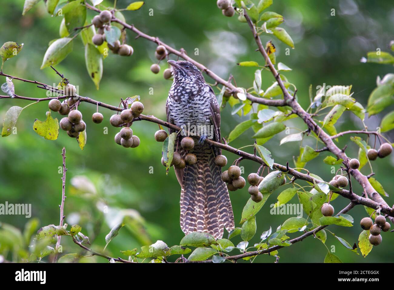 Bird - Asian Koel female on forest fruits tree branch Stock Photo