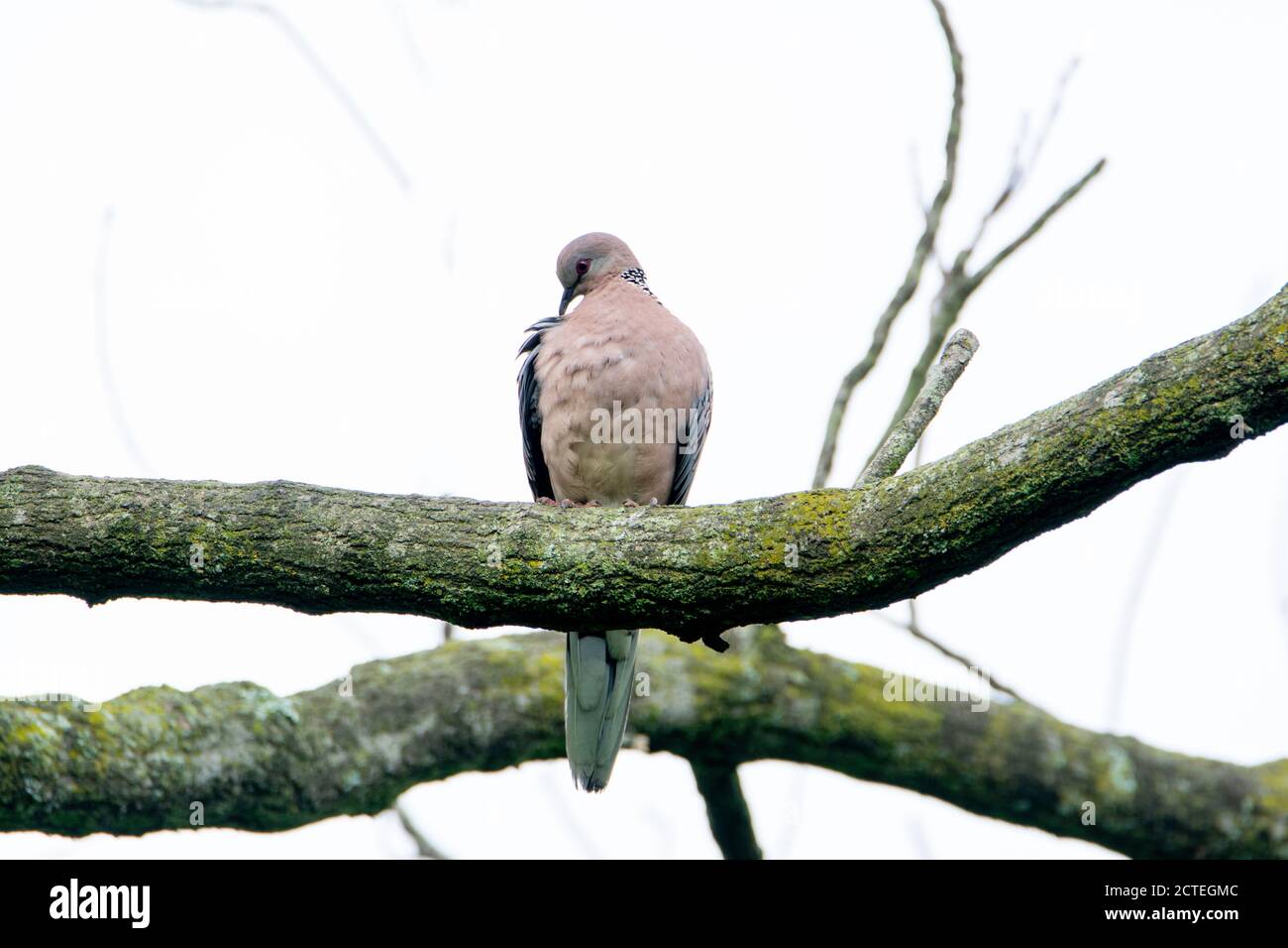 Spotted dove on tree branch Stock Photo