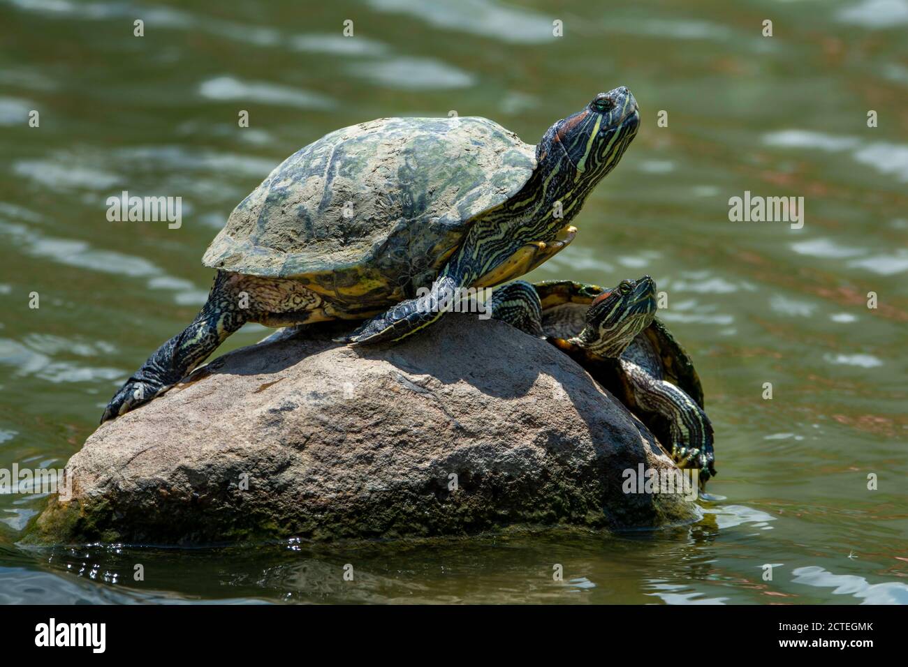 Tortoise - two water tortoise on above stone Stock Photo