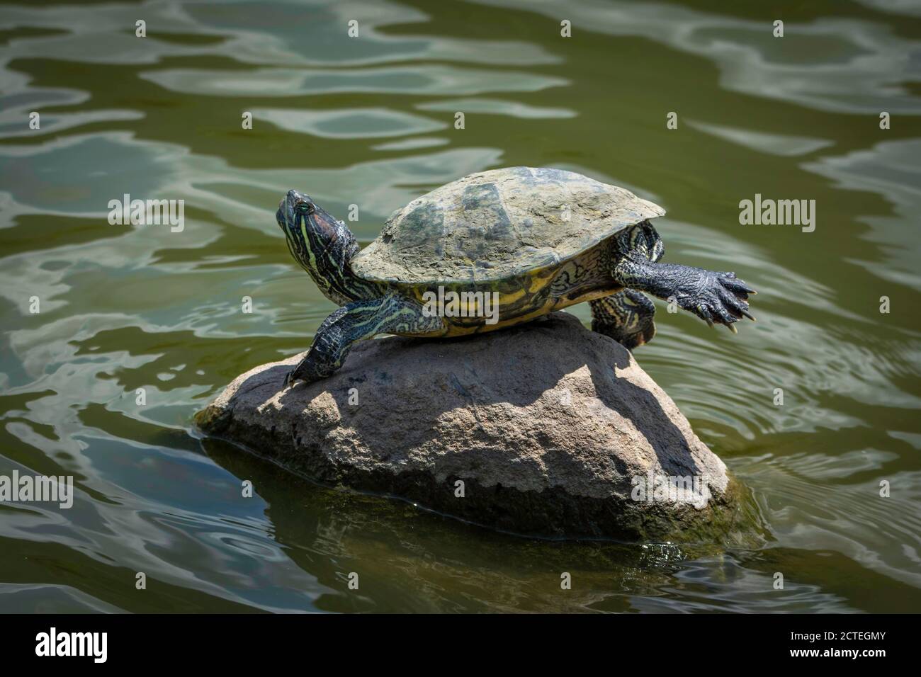 Tortoise - water tortoise on above stone Stock Photo