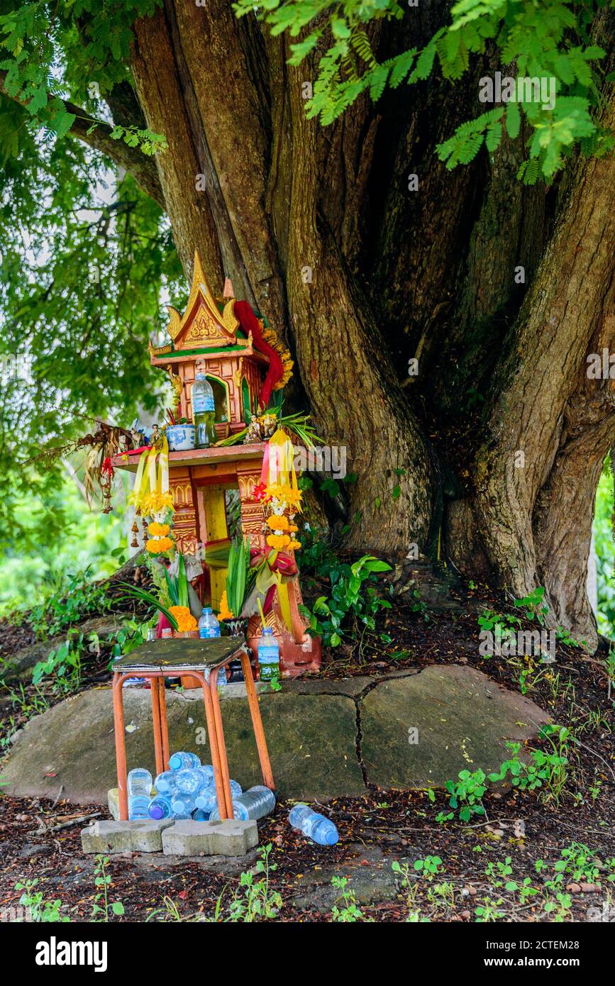 A spirit house on earth mound with a huge tree stands behind