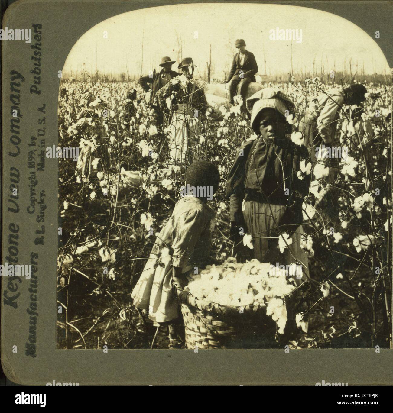 Cotton plantation on the mississippi hires stock photography and