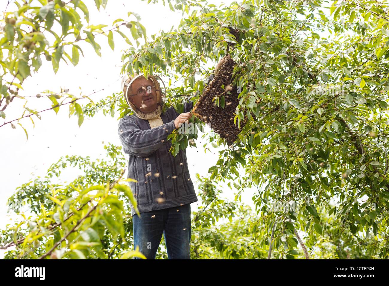 A swarm of bees sitting down on a branch of a birch tree Stock Photo