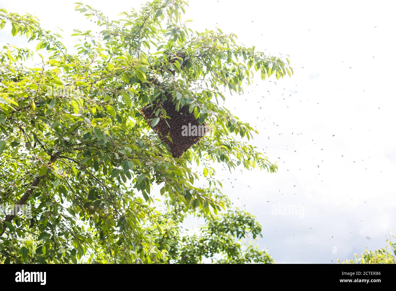 Wasp nest birch hires stock photography and images Alamy