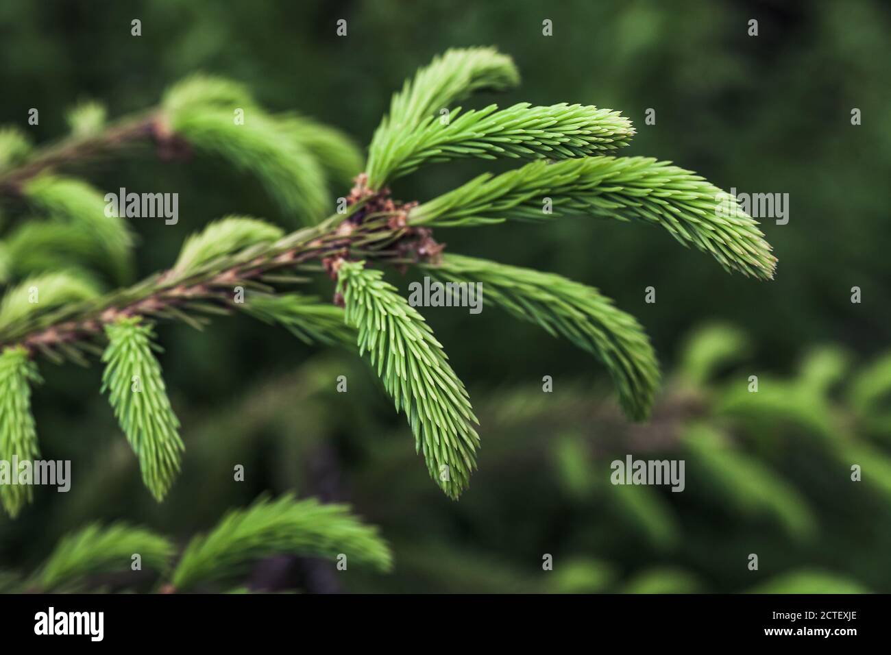 Fresh green spruce branch over blurred green forest background. Close up photo with selective focus Stock Photo