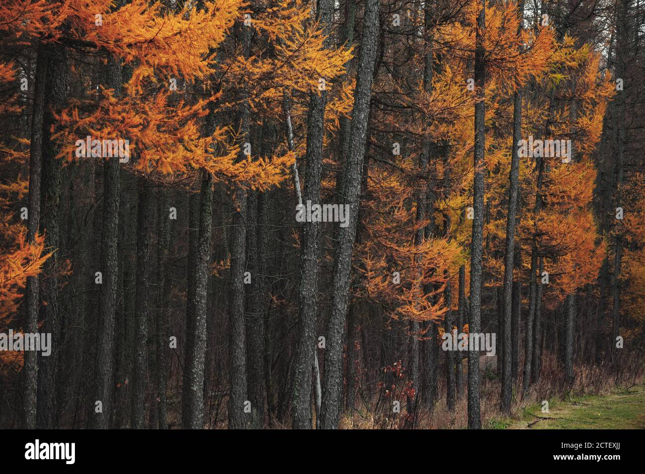 Dark autumn forest background photo with larch trees Stock Photo