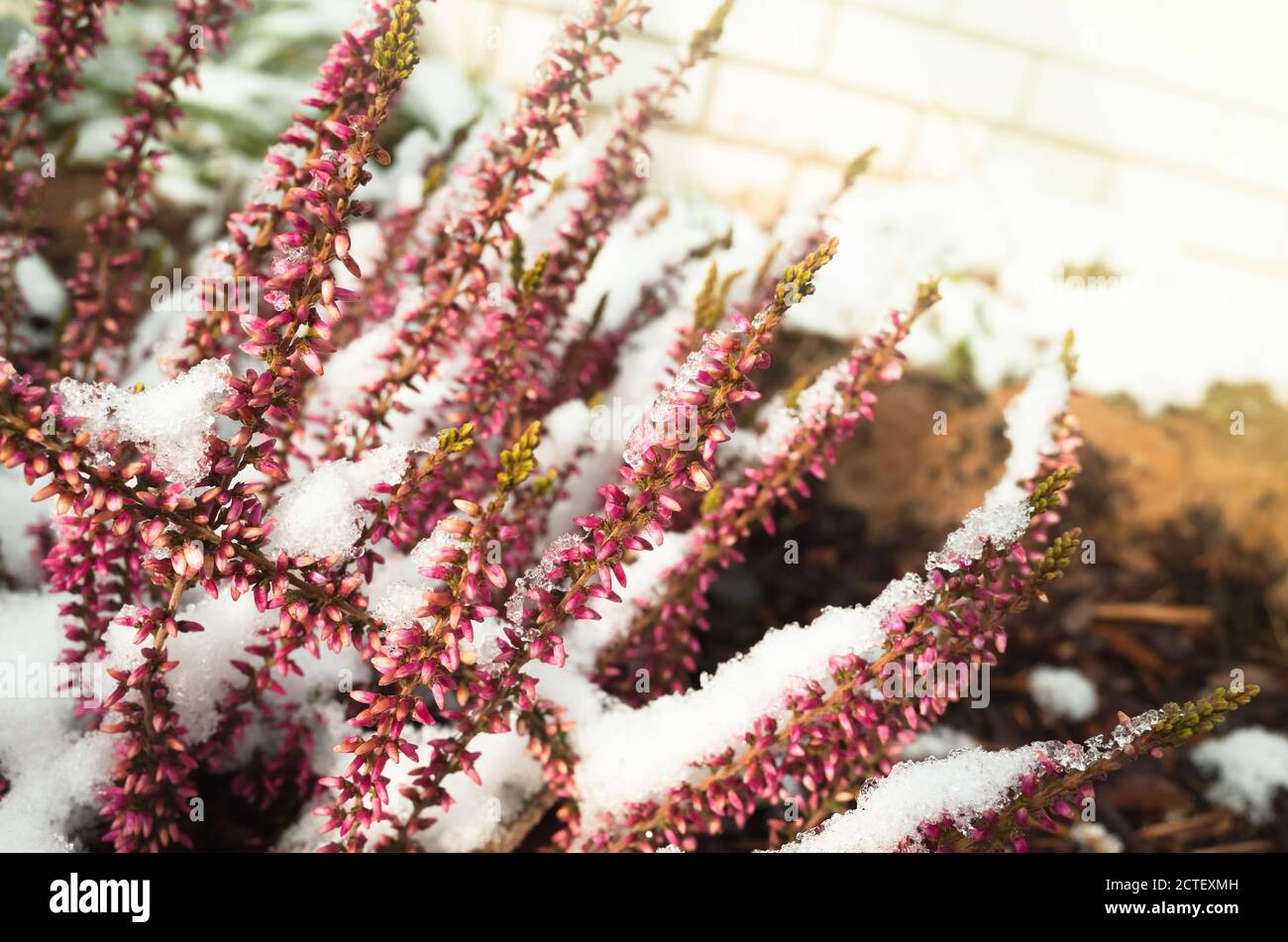 Heather flowers covered with snow, natural macro photo. Calluna vulgaris known as common heather, ling, or simply heather Stock Photo
