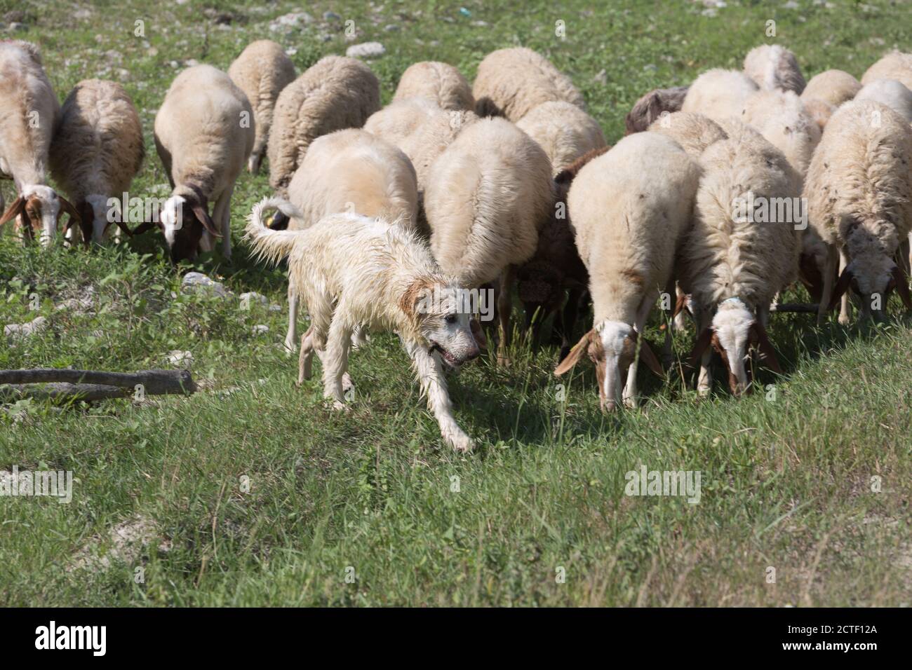 Flock of Sheep Grazing Grass in a Streambed in Springtime Stock Photo ...
