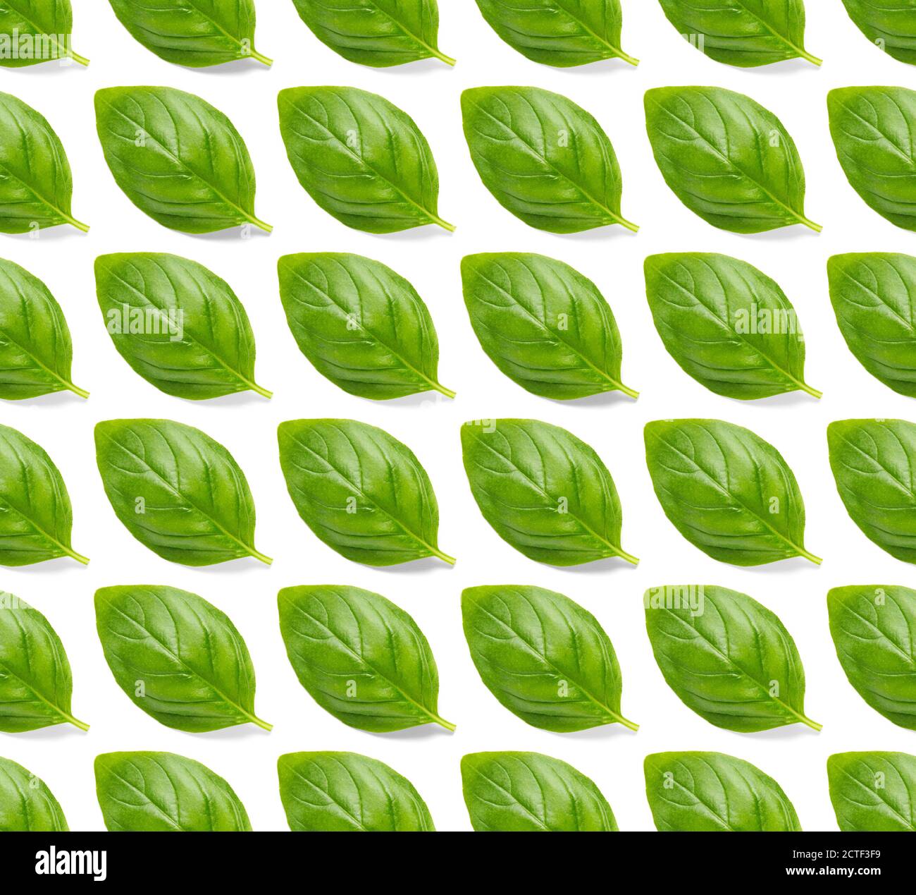 Italian Basil leaf herb seamless pattern on white background, Creative ...
