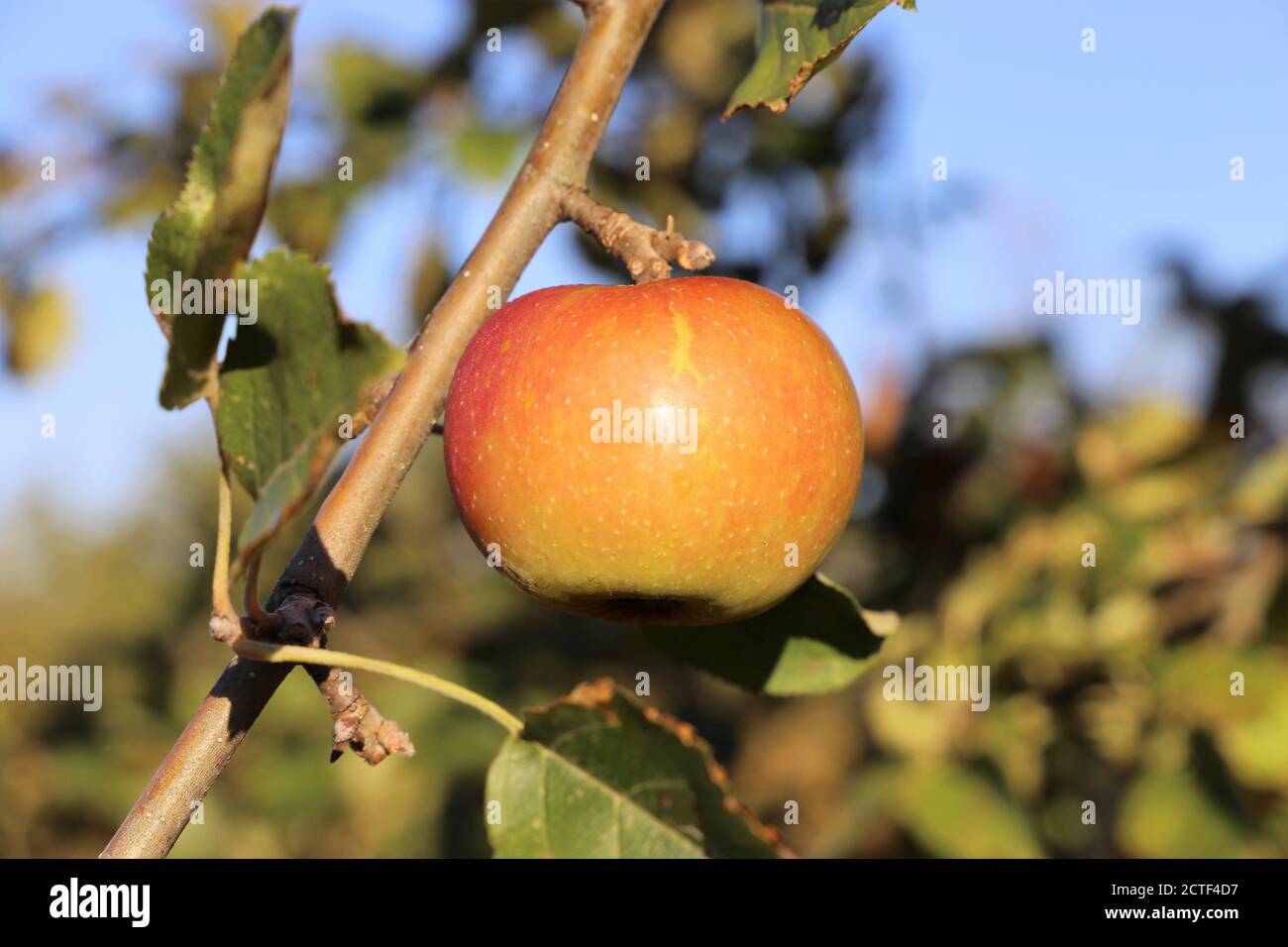 Ripe apple hanging on a tree Stock Photo
