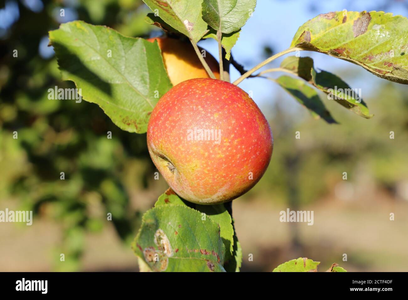 Ripe apple hanging on a tree Stock Photo