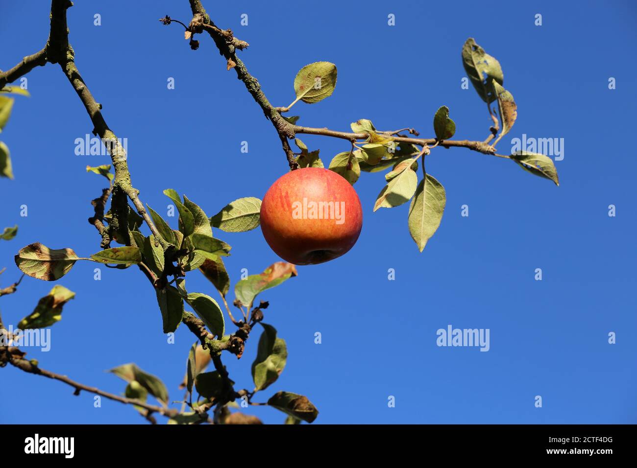 Ripe apple hanging on a tree Stock Photo