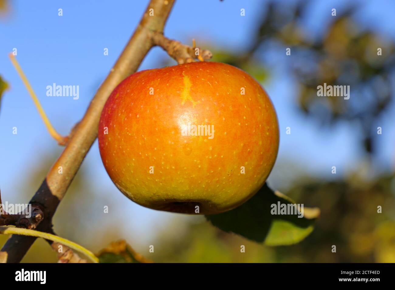 Ripe apple hanging on a tree Stock Photo