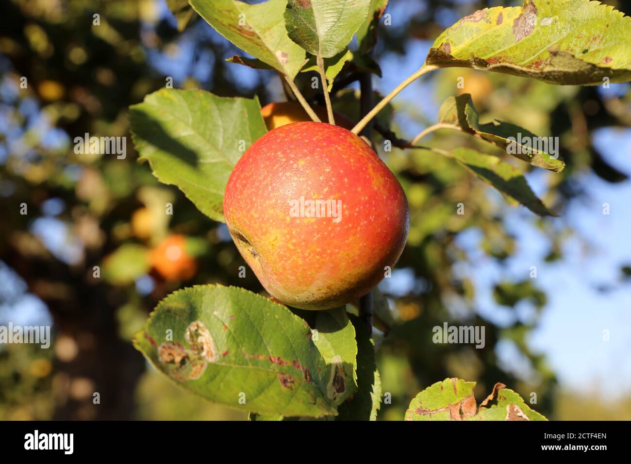 Ripe apple hanging on a tree Stock Photo
