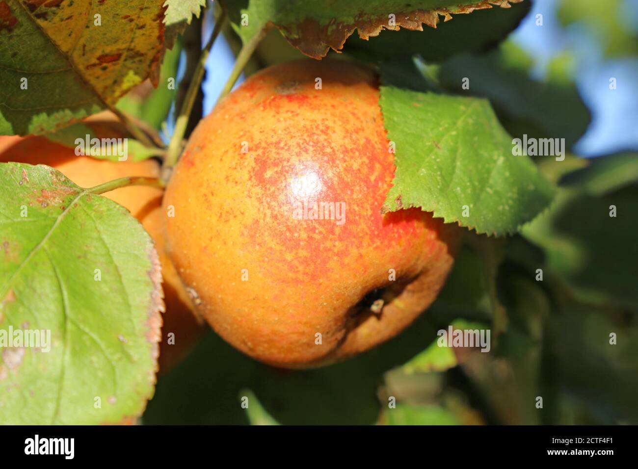 Ripe apple hanging on a tree Stock Photo