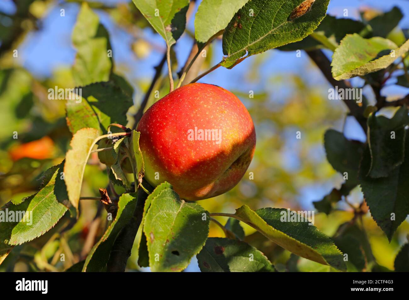 Ripe apple hanging on a tree Stock Photo