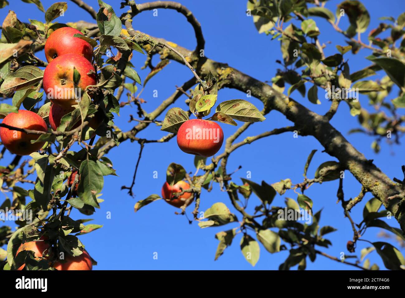 Ripe apple hanging on a tree Stock Photo