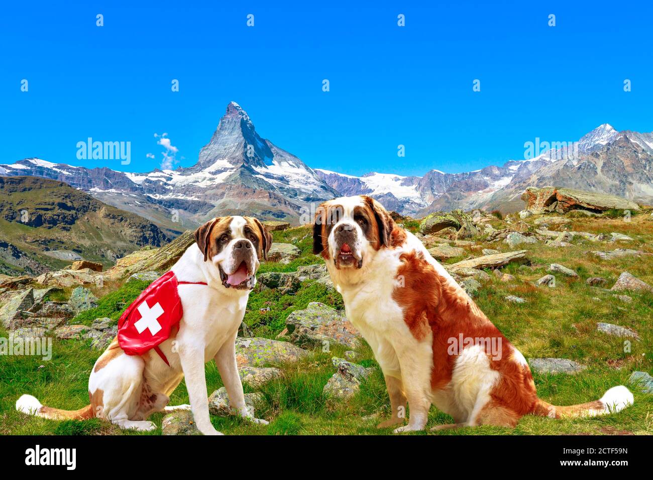 Side view of two St. Bernard rescue dogs standing in Zermatt, Canton of Valais, Switzerland, with Mount Matterhorn or Monte Cervino or Mont Cervin Stock Photo