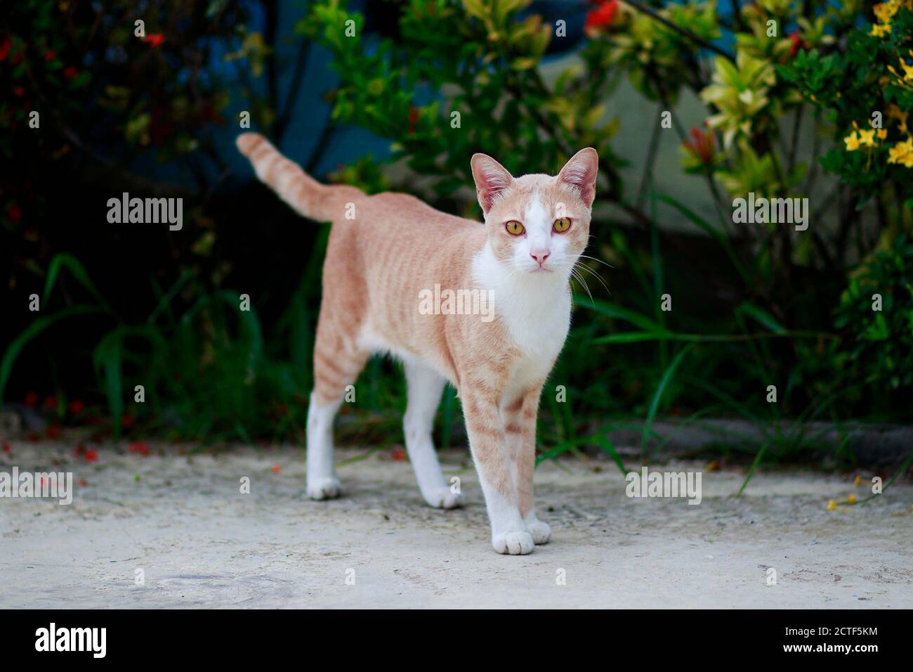 Cat full body hi-res stock photography and images - Alamy