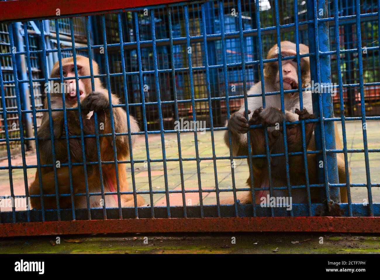 Bangladesh animal of monkey hi-res stock photography and images - Alamy