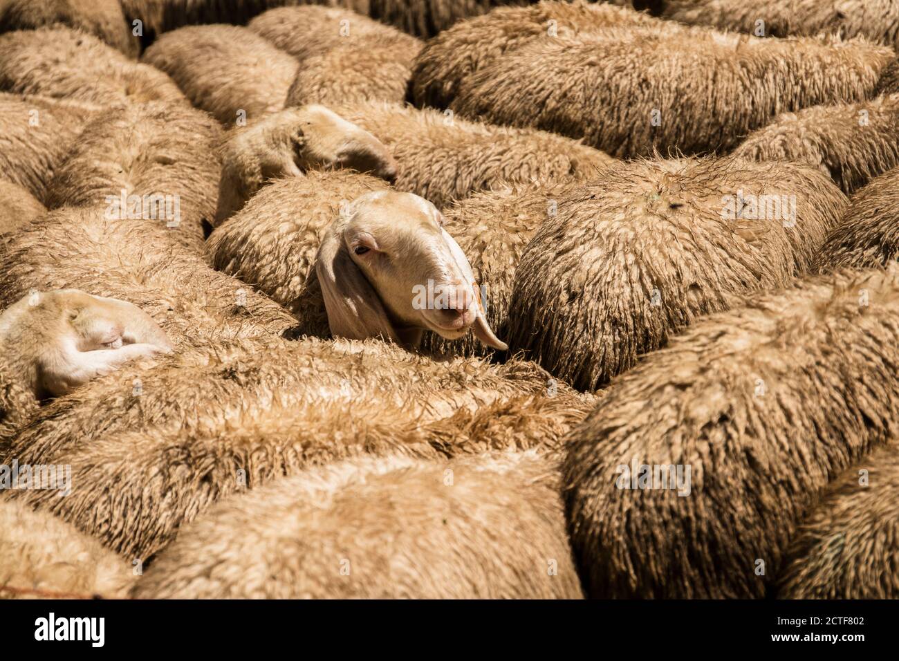 Close-up on a sheep raising his head in the middle of his flock Stock Photo