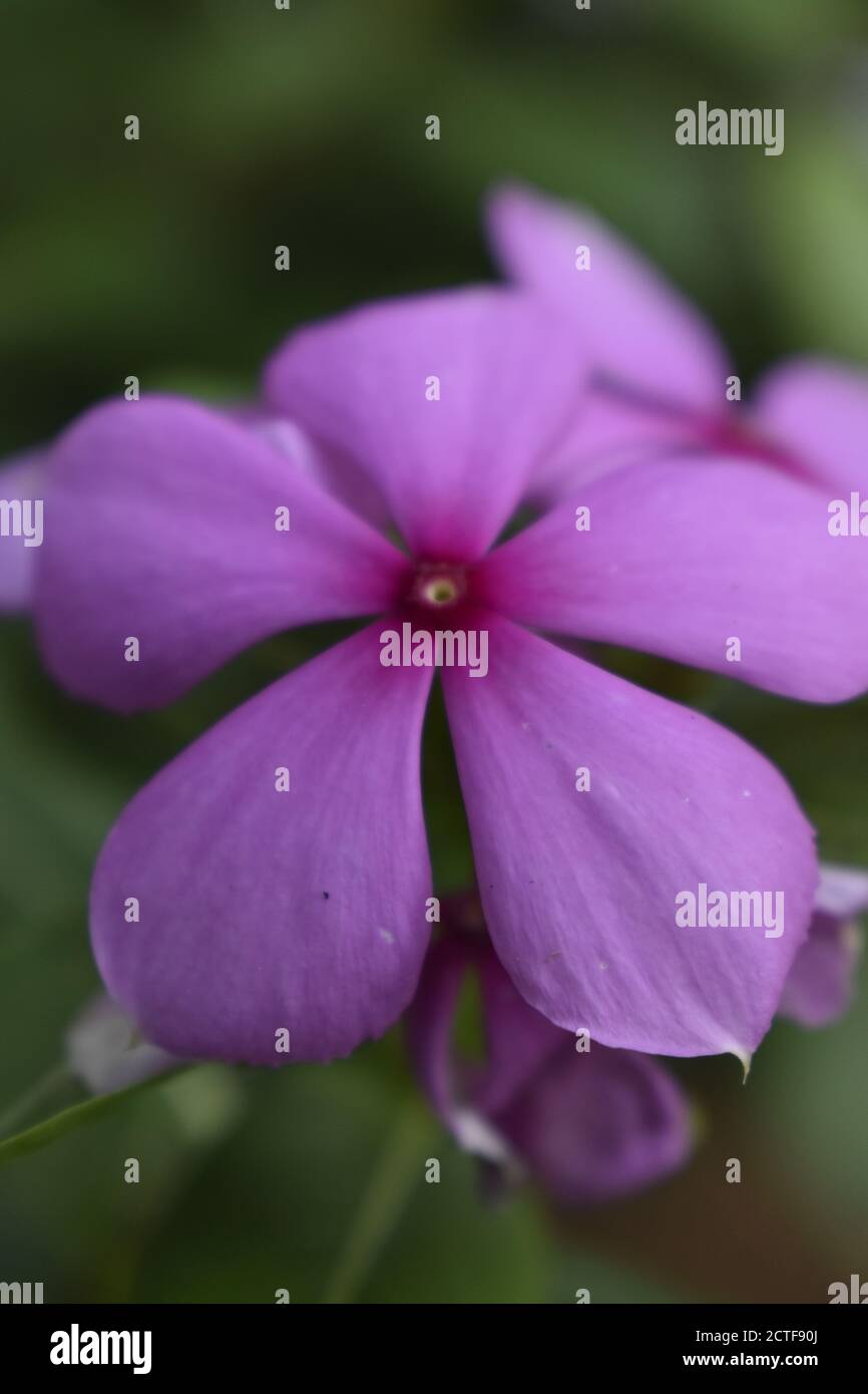 violet flower image Stock Photo