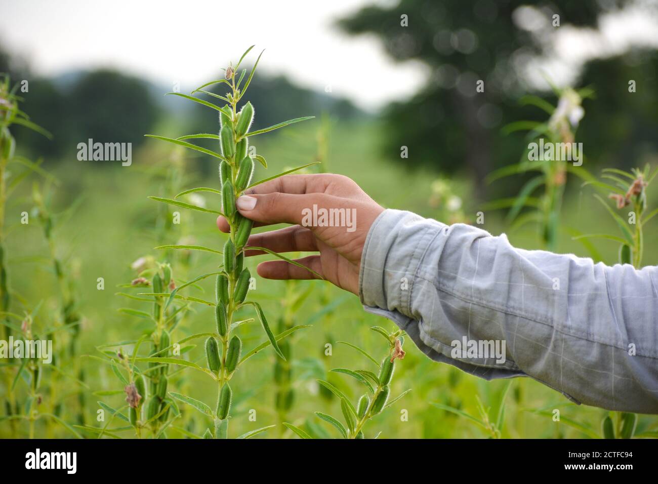 Male hand holding sesame plant against the background of a sesame field Stock Photo